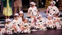 dalmatians13080752_small.jpg